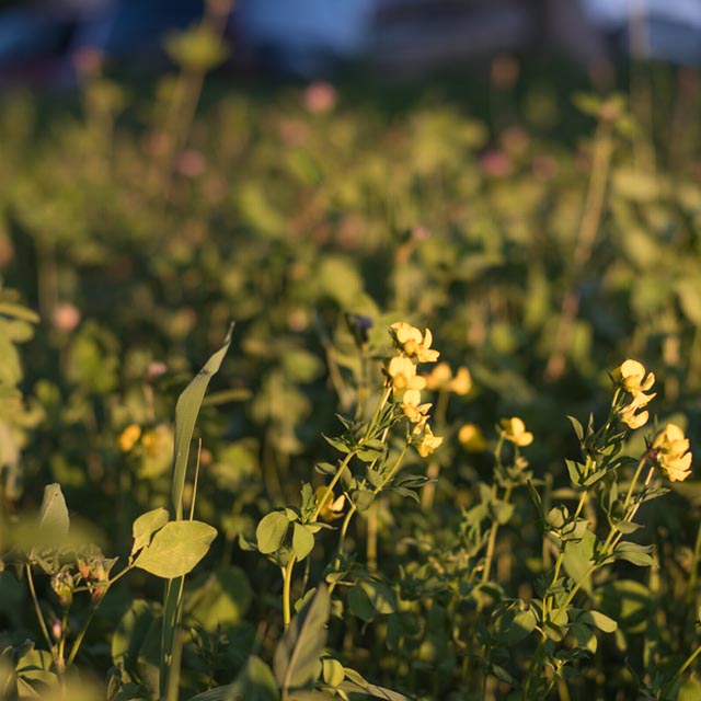 Czechowice-Dziedzice, ul. Pionkowa 8